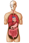 Anatomy