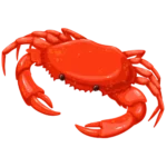 crab shell