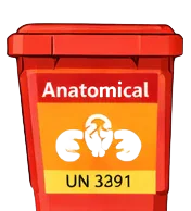 Anatomical waste